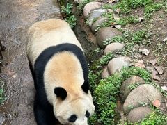 -都江堰中华大熊猫苑
