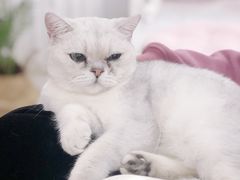 -共舞时光猫咖·狗咖(新街口店)