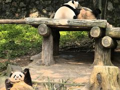 -都江堰中华大熊猫苑