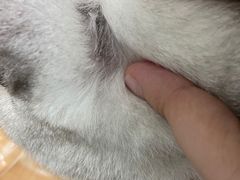 -凯特喵百思猫专科医院