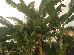 -亚马逊丛林水乐园