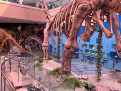 -陕西自然博物馆