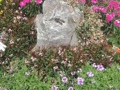 -东莞植物园