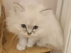 -猫咪派对(江南西店)