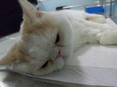 -中农大我爱我爱24h动物医院·中医针灸·猫专科·骨科医疗中心(双井店)
