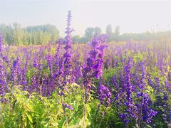 -北京东方普罗旺斯薰衣草庄园