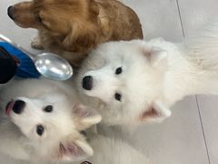 -安格丽娜·狗咖·猫咖羊驼咖(春熙路百盛商场店)