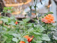 -九献创意菜(亮马河花园店)