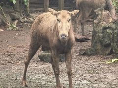 -海南热带野生动植物园