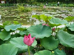 -莲花池公园