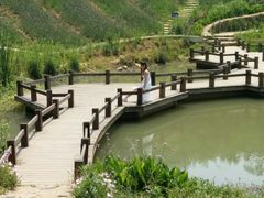 -大塘金香草谷