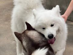 -TrueLove @ Neverland (Husky Cafe)