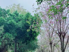 -广东花都湖国家湿地公园