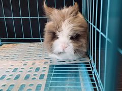 -志龙皇冠吃货椰子铺