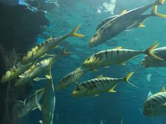 -北戴河圣蓝海洋公园