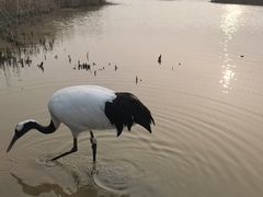 -盐城丹顶鹤湿地生态旅游区