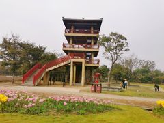 -杭州湾海上花田景区