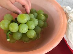 -马陆小张葡萄园农家乐