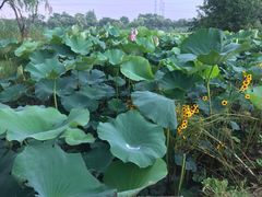 -上海长兴岛郊野公园