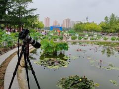 -莲花池公园