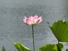 -荔湾湖公园