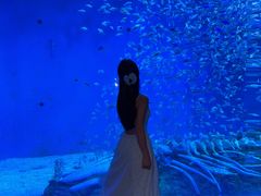 -合肥海洋世界