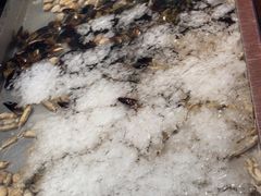 -钱小奴创意自助餐厅·原切谷饲安格斯畅吃(苏州昆山招商花园城店)