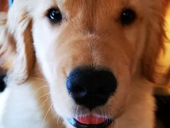 -翊宠yipet猫狗购宠庄园犬舍•猫舍