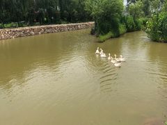 -同銮特种养殖场·龙虾垂钓