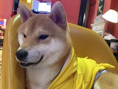 -猫色咖啡·猫咖