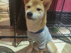 -猫色咖啡·猫咖