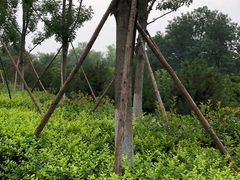 -莲湖公园
