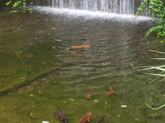 -千岛湖东南湖区
