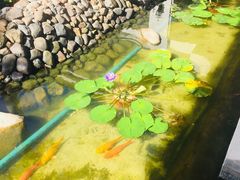 -三亚亚龙湾金棕榈度假酒店