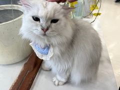 -共舞时光猫咖·狗咖(新街口店)