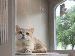 -唐小姐の私宠·宠物洗护美容·撸猫馆·购宠(周浦万达旗舰店)