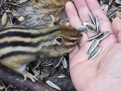 -五营红松林海景区