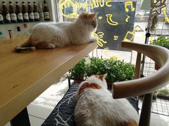 -平行世界·猫咖(首经贸店)