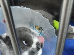 -佑安动物医院·全科·内窥镜中心(幸福巷店)