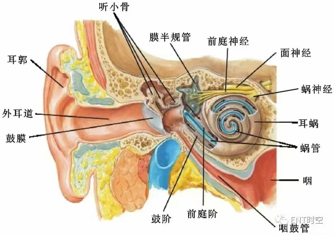 小科普🔎
何谓不流脓中耳炎

