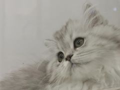 -1013 PET SHOP精品宠物商店(丁香店)