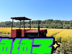 -苏州太湖西山岛开心农场