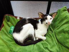 -猫色咖啡·猫咖