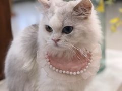 -共舞时光猫咖·狗咖(新街口店)