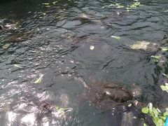 -广东惠东海龟国家级自然保护区
