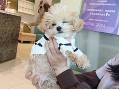 -瑞派申生动物医院·24H夜诊·国际动物医疗中心·骨外科(吴中路店)