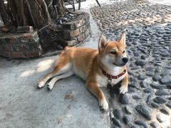 -柴犬高等学院·狗咖·柴犬售卖·宠物训练