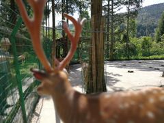 -武陵山森林公园