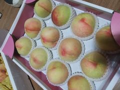 -南汇新场正宗水蜜桃采摘