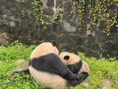 -都江堰中华大熊猫苑